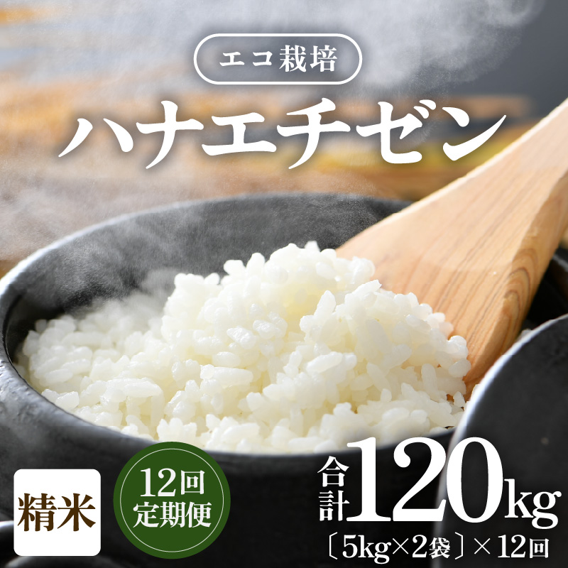 【先行予約】【令和8年産 新米】 定期便≪12ヶ月連続お届け≫エコ栽培ハナエチゼン 精米 10kg×12回（計120kg）／ 鮮度抜群 福井県産 はなえちぜん ご飯 新鮮 白米 ※2026年9月上旬以降順次発送予定 [aw063-o009]