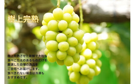 【2026年先行予約】厳選 岡山県産 シャインマスカット・ピオーネ 詰合せ 1.5kg以上 2～3房 産地直送 朝採れ / ぶどう 葡萄 フルーツ 先行予約 真庭市【kgftmt009-02】