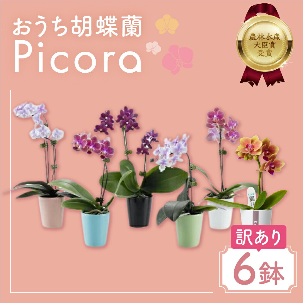 【ふるさと納税】胡蝶蘭『ピコラ』 ミディ 6鉢 セット 花 鉢花 訳あり おまかせ 鉢植え ランキング 一位 セット 鉢花 ラン ミディ 自宅用 観葉植物 インテリア お花 グリーン 愛知県 豊橋市 渥美半島 15000円