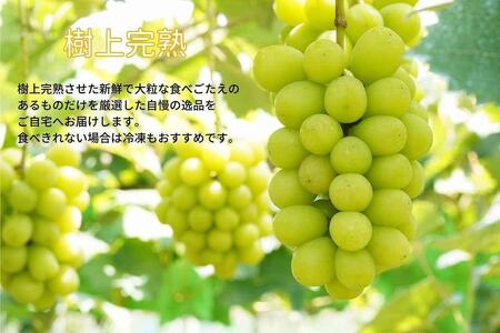 厳選 シャインマスカット 2～3房 合計1.7kg以上 産地直送 朝採れ ぶどう 葡萄 Kawahara Green Farm 岡山県産 2024年 [No.5220-1435]