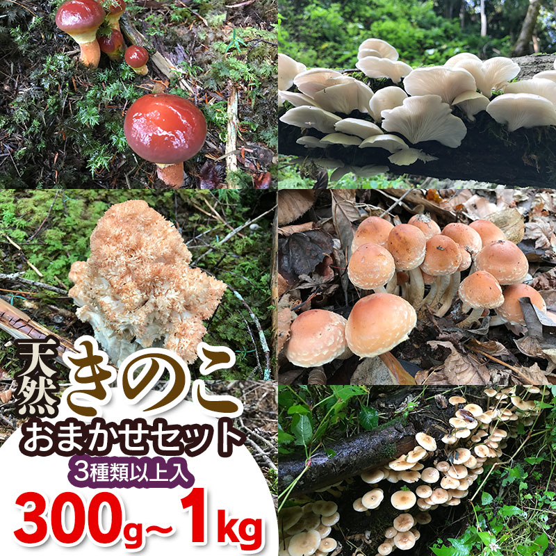 【ふるさと納税】【令和7年産先行予約】天然きのこ おまかせセット（3種類以上）選べる容量300g〜1kg【期間限定】【発送時期：8月1日〜11月30日頃】 きのこ わかば屋　2025年
