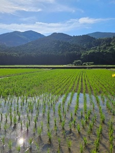 氣米 コシヒカリ 2kg ／ 百姓yukinobu こしひかり ふるさと 米 ごはん 無農薬 有機栽培 三重米 希少 こだわり 三重県産 新米 白米 精米 自然 共存 贈答 三重県 度会町