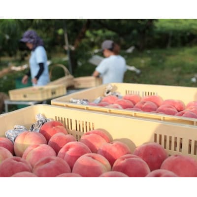 先行受付!【2026年7月発送開始】桃の産地山梨からお届け　ピーチ専科ヤマシタの桃　1kg【配送不可地域：離島】