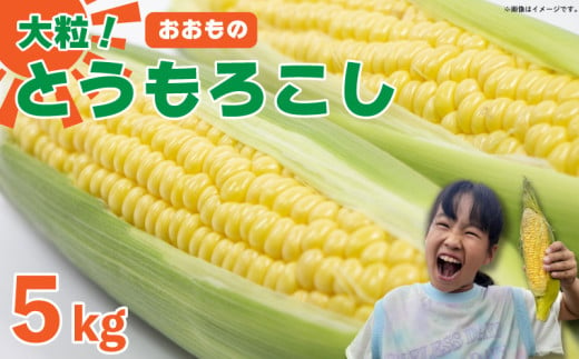 【 先行予約 】 とうもろこし 5kg スイートコーン おおもの 甘い 野菜 採れたて 夏野菜 数量限定 朝採れ 高糖度 産地直送 期間限定 新鮮 コーン 旬 サラダ 徳島県 阿波市