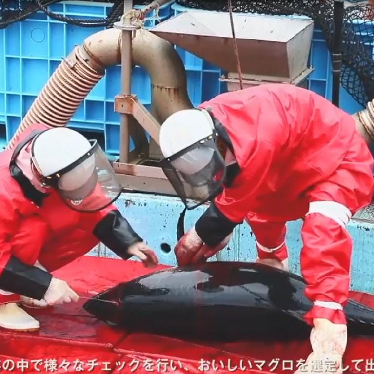 プレミア和歌山認証品 本マグロ（養殖）トロ＆赤身セット　1.35kg［KS13］
