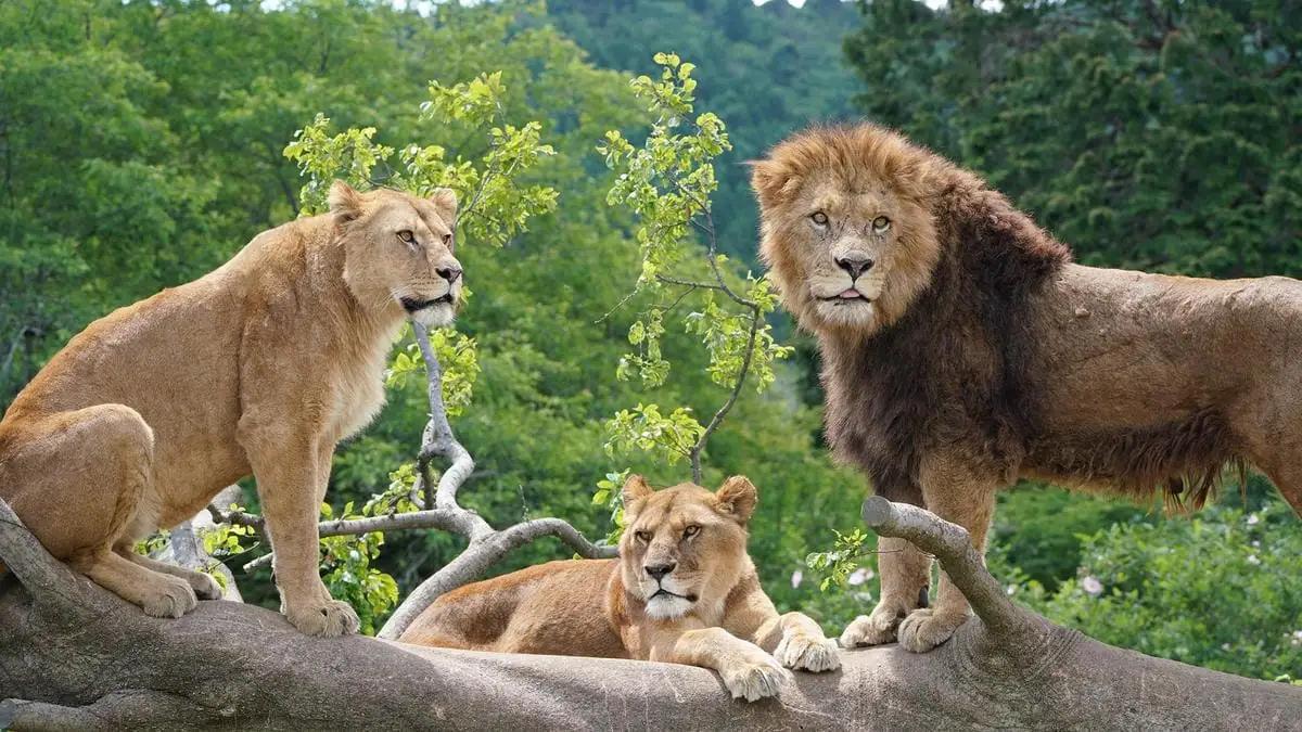 動物園 静岡 富士サファリパーク 大人 2枚 入場券 ペア ペアチケット サファリパーク 動物 子供 家族 お出かけ チケット 券 ギフト券 体験チケット ギフト プレゼント 贈答 贈答品 贈り物 旅
