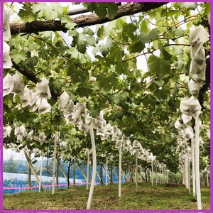 早期受付 ぶどう ニューピオーネ 3～4房 約2kg 岡山県高梁市産 うめづぶどう園 化粧箱入り 葡萄 ブドウ 大粒 贈答用