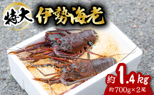 伊勢海老 特大 約1.4kg 約700g×2尾 伊勢えび 伊勢エビ いせえび イセエビ 海老 えび エビ 海鮮 海産物 海の幸 おせち 高級 国産 海鮮 ギフト