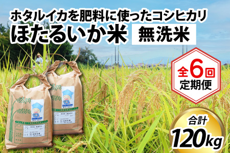 ほたるいか米 コシヒカリ 無洗米20kg ×6回 計120kg【6ヶ月定期便】 米 定期便 [N-021004]