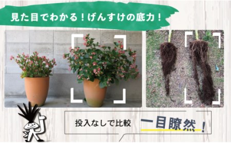 堆肥 酵素 Gensuke GREEN 40L×10袋 セット げんすけグリーン 土づくり 家庭菜園 園芸 畑 農作業 高知県 須崎市