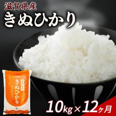 ふるさと納税 彦根市 【毎月定期便】きぬひかり 10kg 【滋賀でとれたお米、近江米!】全12回