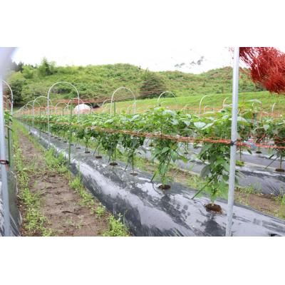 ふるさと納税 陸前高田市 先行受付 訳あり 規格外 ピーマン 約1kg 野菜 夏野菜 Farm Koganeyama |  | 01