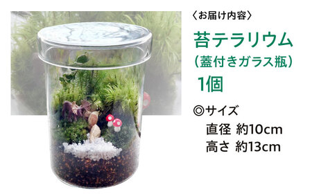 苔テラリウム （蓋付きガラス瓶）植物 コケテラリウム 苔 インテリア テラリウム 三次市/園芸王国パスタイム[APCJ008]