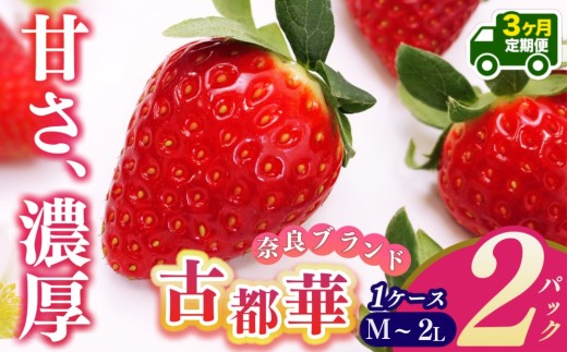 【定期便3回】いちご 平群の古都華 M～2Lサイズ お任せ（2パック×1ケース）計2パック | 先行予約 フルーツ 果物 くだもの ブランド いちご 苺 古都華 ことか 甘い 大人気 満足 希少 希少品種 ストロベリー 美味しい 品種 特徴 糖度 ルビー色 1月 2月 3月 発送 旬 送料無料 濃厚 香り 果汁 味わい深い お取り寄せ 産地直送 名産地 奈良県 平群 町 OKADAファーム