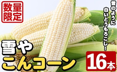 ＜先行予約受付中！2025年6月中旬以降順次発送予定＞白いとうもろこし「雪やこんコーン」(16本) 国産 トウモロコシ 玉蜀黍 ホワイト コーン 野菜 糖度 夏 イネ科 数量限定 期間限定【うとさんち】akn067-12