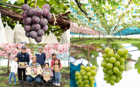 【 うちとくだもん 】 のシャインマスカットとニューピオーネ 2種セット 各1房 計2房 約1kg 【 2026年10月上旬～11月下旬まで順次発送予定 】