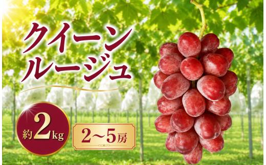 先行受付 クイーンルージュ® 約2kg 2～5房［新規就農者応援コース 幸作会］｜クイーンルージュ® フルーツ ブドウ 果物 ぶどう 葡萄 長野 信州 クール便 冷蔵便 小布施町 【2026年9月上旬～11月上旬発送】［K-36］