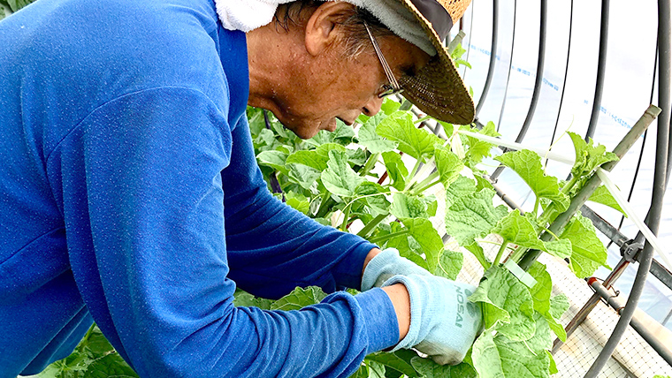 【2025年8月下旬発送開始】 季節 限定 ！甘さ満点 アールスメロン 2玉 入箱 果物 フルーツ 農家直送 産直 青肉メロン 特産品 マスクメロン メロン くだもの 茨城 [BC045sa]