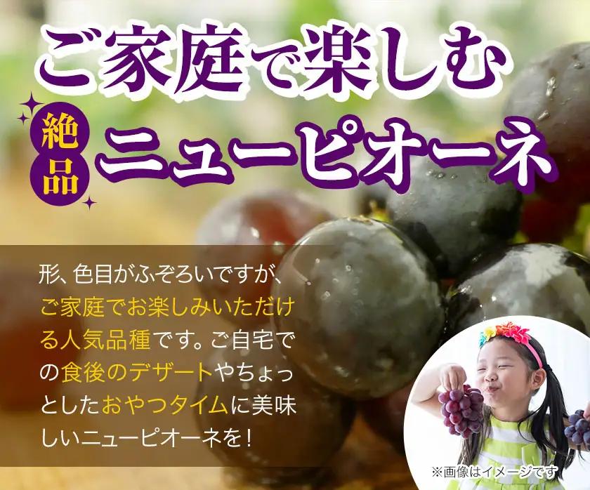 岡山県産 ご家庭用 ニューピオーネ 2～3房 約1.2kg【配送不可地域：離島】