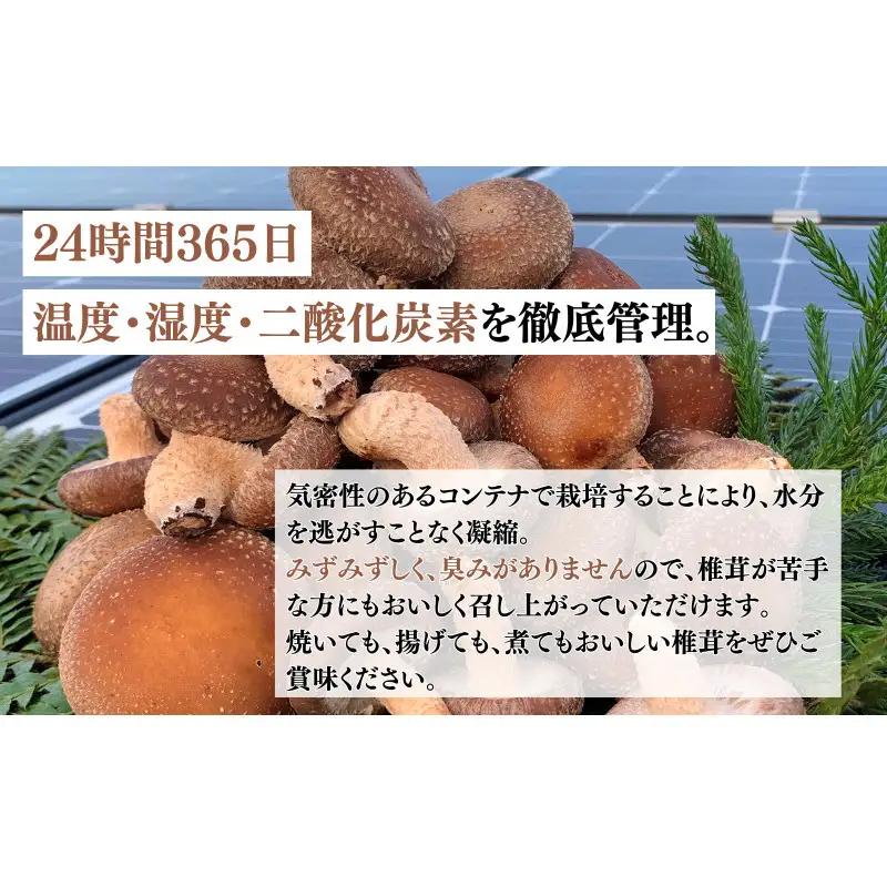 菌床生椎茸「宝珠」 生しいたけ きのこ 1kg 京都府 南丹市