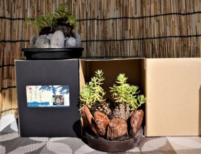 【観葉植物】ミニ観賞用植物 いぶすき松びっくり2個(ほーぷ/A-304) インテリア おうちに観葉植物