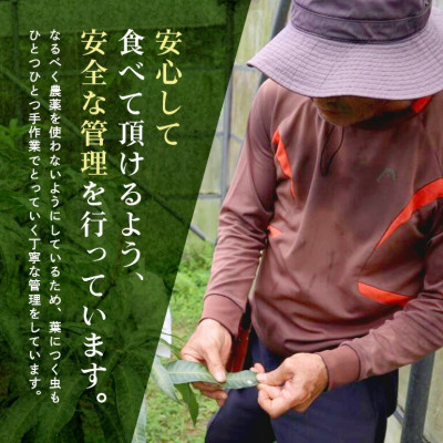 【2026年6月から順次発送】優品アーウィンマンゴー5kg(8~12玉)【配送不可地域:離島】