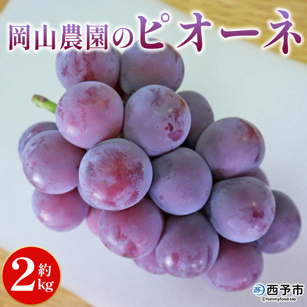 【ふるさと納税】＜ピオーネ 約2kg＞果物 くだもの フルーツ 大粒 大きい 食べ応え 葡萄 ブドウ 果肉 果実 青果 濃厚 甘み 甘い あまい 程よい酸味 贈り物 贈答 ギフト 岡山農園 愛媛県 西予市【冷蔵】『2026年8月中旬～9月下旬迄に順次出荷予定』