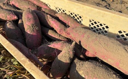 【期間限定発送】土付き　農家直送　さつまいも3種詰合せ　3kg　農家おまかせ