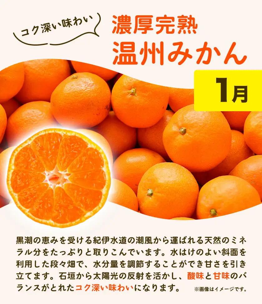 紀州 和歌山産 旬の ご家庭用 柑橘 セット M (みかん 不知火 清見)【全３回】 株式会社魚鶴