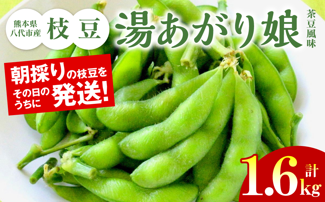 【先行予約】 熊本県八代市産枝豆 [湯あがり娘（茶豆風味）] 1.6kg 【2025年6月下旬より順次発送】
