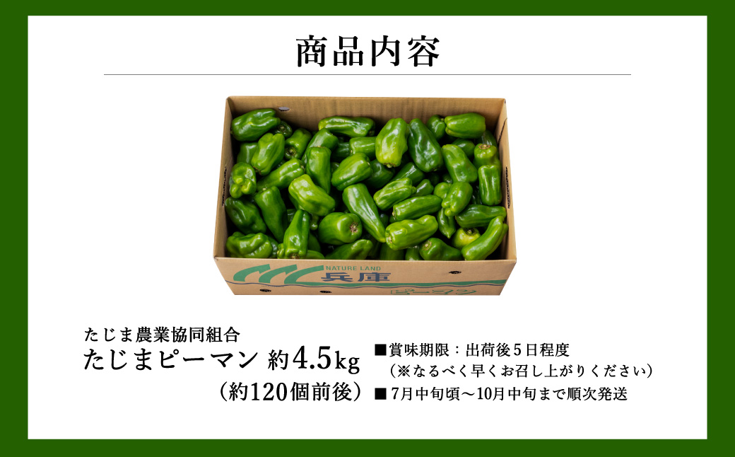 数量限定 たじまピーマン 先行予約 約4.5kg / 肉厚 ピーマン 肉詰め 新鮮 野菜 産地直送 やさい 苦みが少ない 甘みが強い 歯ごたえが良い 濃い緑 夏秋ピーマン【2025年7月中旬頃より順次