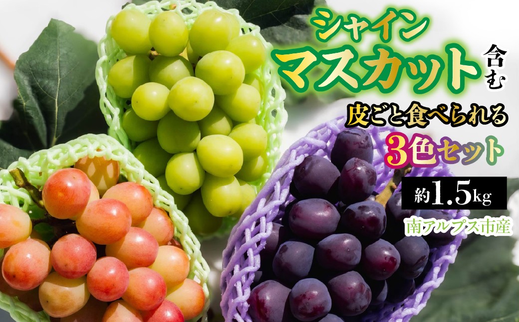 
                  【2026年発送先行予約】南アルプス市産　シャインマスカット含む 皮ごと食べられる3色ぶどうセット　約1.5kg ALPDD024　|  |
                
