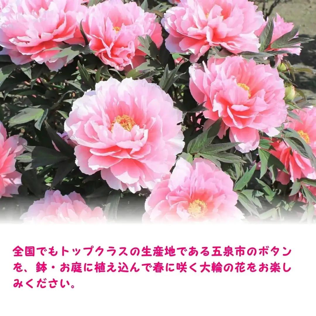 ボタン根巻 3年生 特大苗セット 2色各1株 | ボタン 五泉市 新潟県