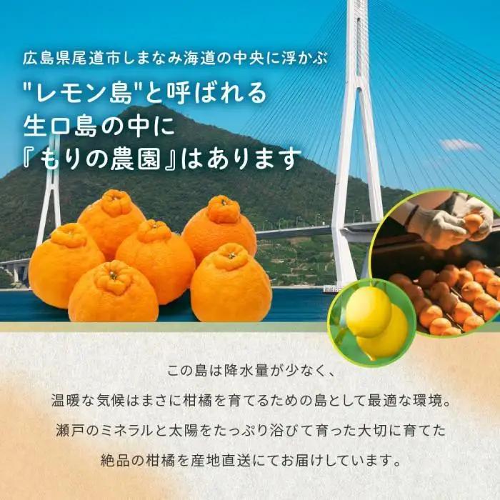 完熟ハウスせとか 3kg |瀬戸内産 せとか