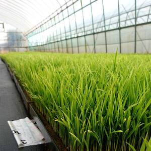 〈先行予約 2025年産米〉【米の定期便】福島県鏡石町産 和田農園「天のつぶ」玄米10kg 3か月連続  F6Q-205