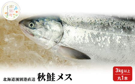 先行予約北海道 湧別港直送 秋鮭 メス 3kg以上（丸1本）納期指定不可 さけ サケ いくら 筋子 国産 生 冷蔵 魚貝類 サーモン イクラ 