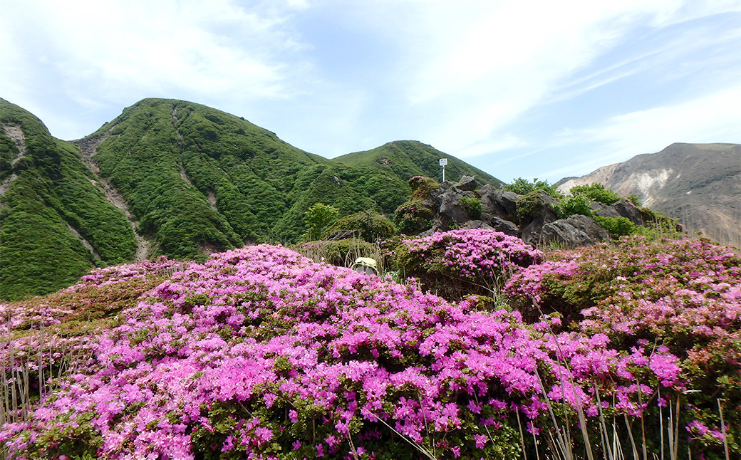 ガイドと楽しむタデ原湿原から指山 登山散策チケット