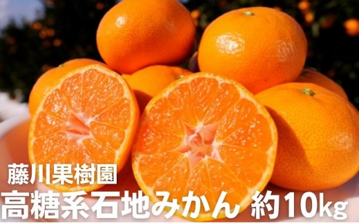 
                  みかん 石地みかん 高糖度系 約10kg 香川県産 温州みかん 甘い フリーサイズ 2S～L 等級フリー フジカワ果樹園 柑橘 果実 ギフト 贈り物 手土産 贈答用 フルーツ 香川県 観音寺市
                