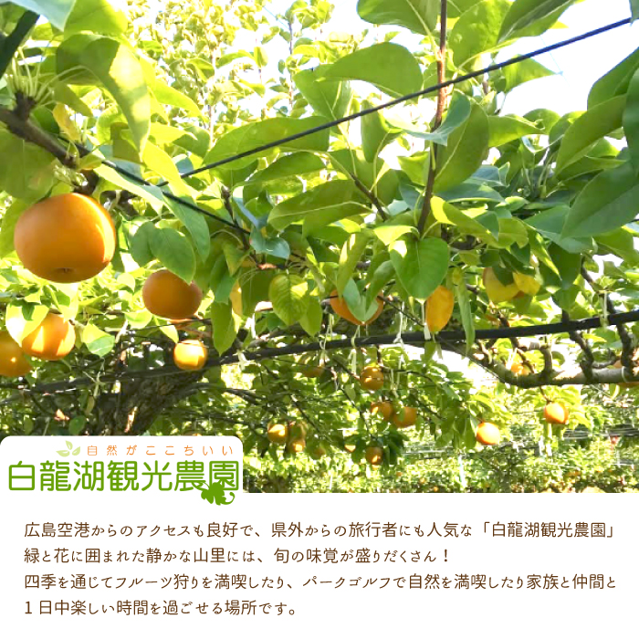 【白龍湖観光農園】梨狩り体験チケットおとな2名 果物 くだもの フルーツ 202004