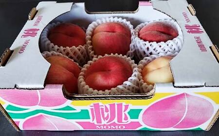 《2027年先行予約》山形県産白桃※品種玉数おまかせ 秀品 約1.5kg F4A-0459