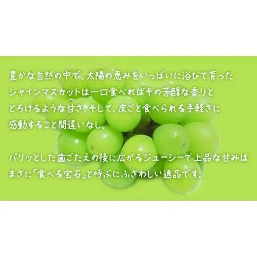 【 お中元 】『 シャインマスカット の宝石箱 (36粒) 』【2026年7月上旬発送開始】(茨城県共通返礼品：大子町)