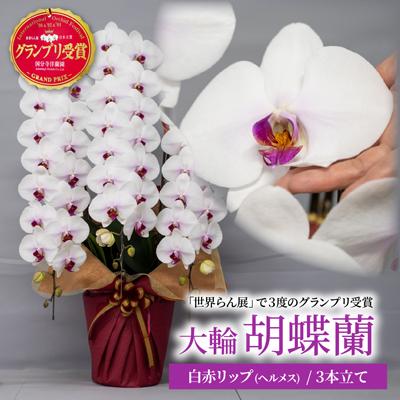 ふるさと納税 北本市 胡蝶蘭 白色赤リップ ヘルメス 大輪 3本立て