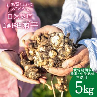 ふるさと納税 糸島市 糸島産菊芋5kg自然栽培 糸島市/大石ファーム[ATE008]