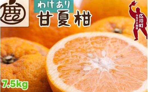 甘夏柑 家庭用 7.5kg+250g（痛み補償分） 光センサー / みかん 甘い 訳あり 柑橘 晩柑 和歌山 有田 ※4月上旬～6月下旬頃に順次発送 ※北海道・沖縄・離島への配送不可 【ikd023-c-7d5】