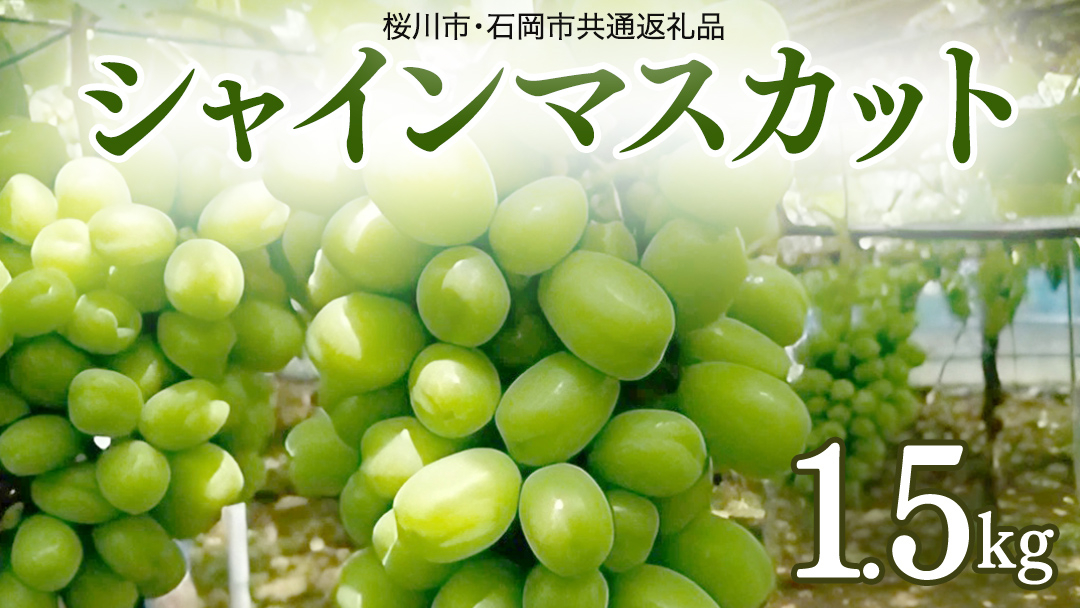 ご自宅用 シャインマスカット 1.5kg ( 桜川市・石岡市共通返礼品 ) マスカット フルーツ 果物  2026年9月上旬以降発送 [DC009sa]