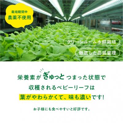 ふるさと納税 各務原市 葉が柔らかくて、味が濃い!!「岐阜県産」ミックスべビーリーフ【40g】×5セット【933】 |  | 02