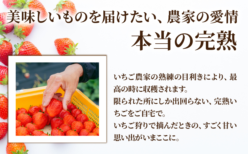 【先行受付：2月以降発送】いちご 「茂木完熟いちご」　美土里農園の朝採れ とちあいか レギュラーサイズ 約270g × 4パック 合計 約1080g | いちご イチゴ 苺 とちあいか 完熟 果物 フ