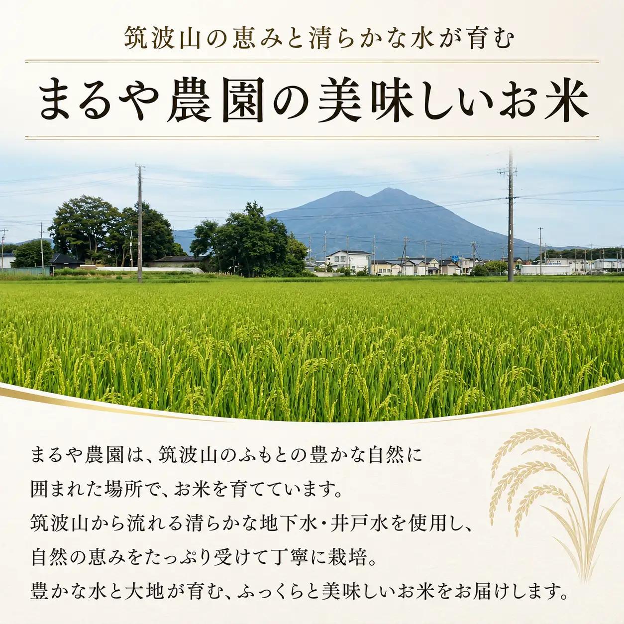玄米 令和8年度産 コシヒカリ 3kg [A-mry001]