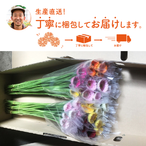 【1294】農園直送　ガーベラ切り花30本