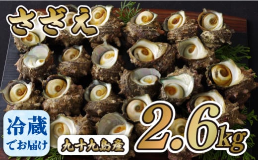 A181p 九十九島さざえ(2,600g)